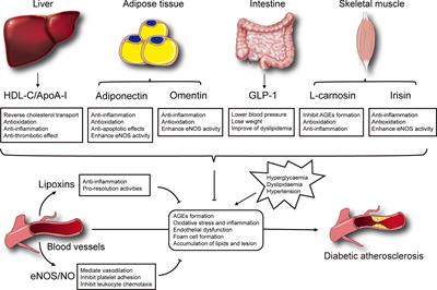 Endogenous Protective Factors and Potential Therapeutic Agents for Diabetes-Associated Atherosclerosis